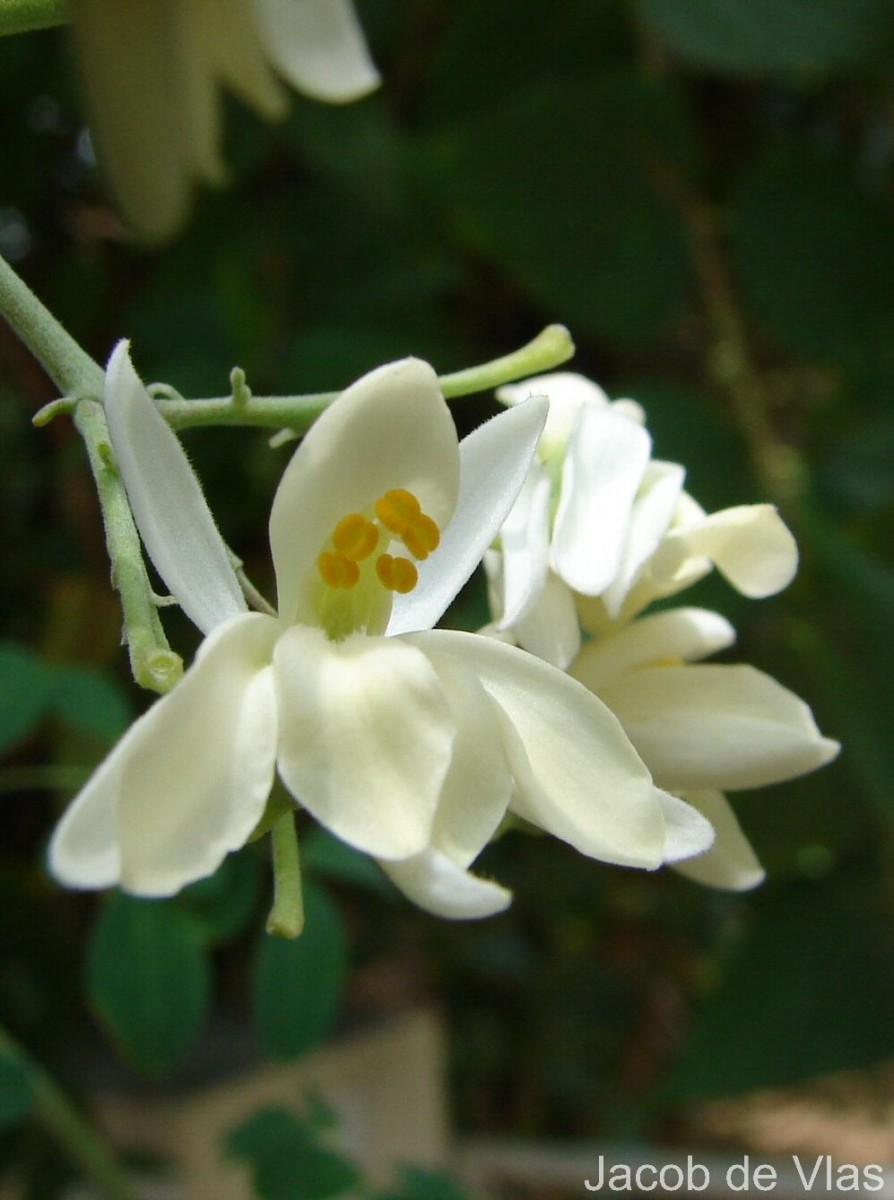 Moringa oleifera Lam.